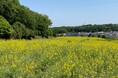 【東京都町田市】七国山の春の風物詩!菜の花が見頃を迎えます