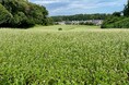七国山の秋の風物詩!そばの花が見頃を迎えます