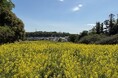 【東京都町田市】七国山の春の風物詩！菜の花が見頃を迎えます