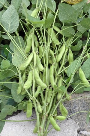 収穫された大豆（イメージ）