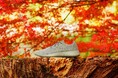 肌寒い季節に最適なシューズ「Allbirds」が名古屋に初上陸!