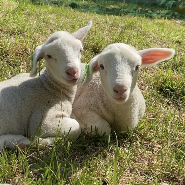 試験飼育中の自家繁殖羊たち（仔羊）