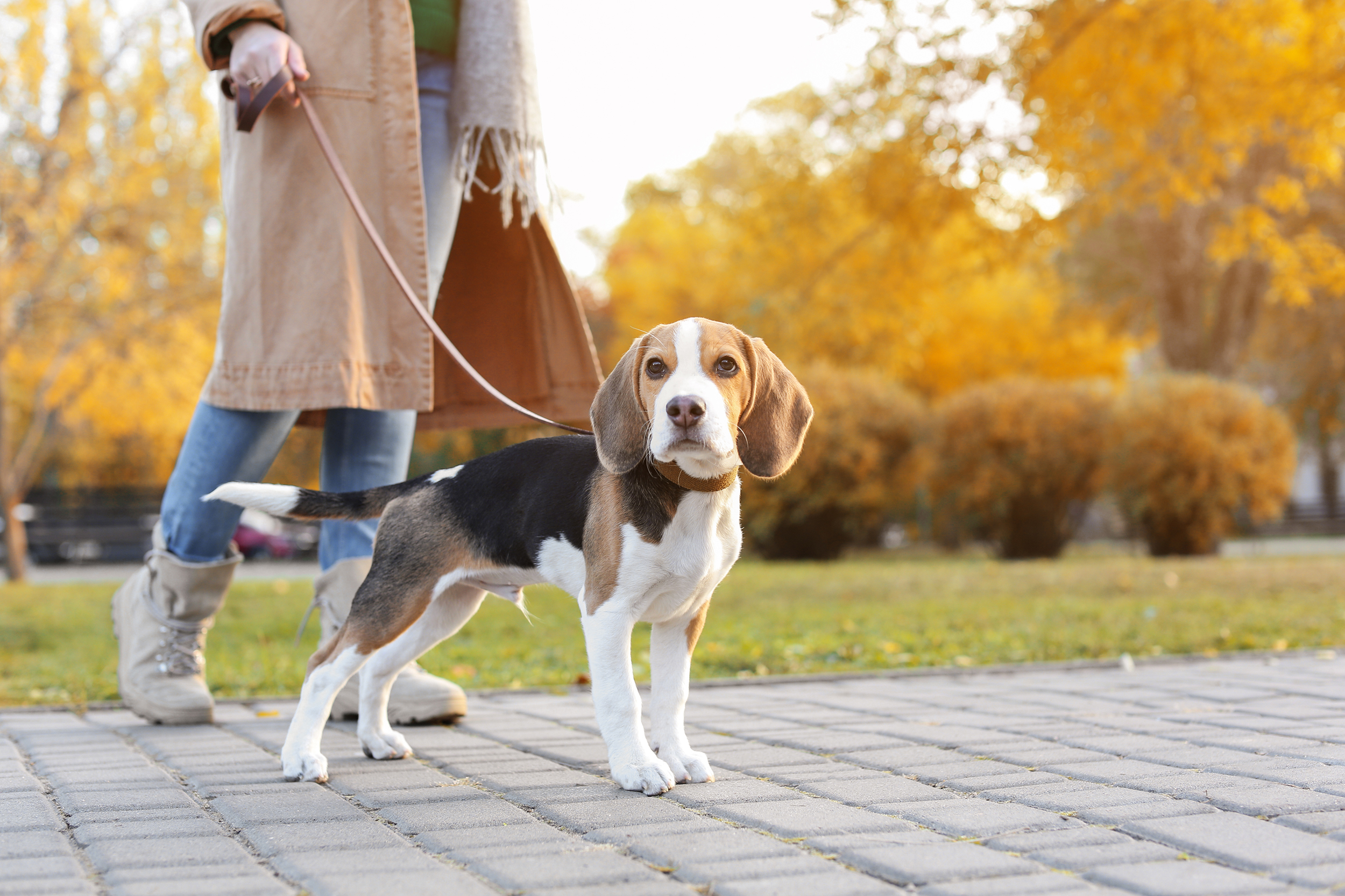 大切な愛犬と一緒にホテルステイを満喫「INDIGOドッグフレンドリー