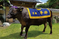 1,000人分の焼肉ができる!? 京都府亀岡市のふるさと納税返礼品で最高賞受賞のブランド和牛を1頭まるごと提供。