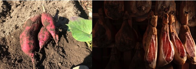 （左）はなぶさ有機農園（右）とんとん広場