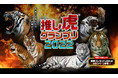 『推し虎グランプリ2022』開催！　ー来年の干支・寅年記念イベントー