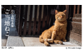＜この夏、杜の街グレースで“日本全国ねこ旅“へ＞岩合光昭写真展「ご当地ねこ」岡山・四国エリア初開催！7月7日より、お得な前売券を販売開始