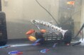 Smolt、海面養殖向け高温耐性トラウトサーモンの品種開発を開始