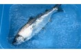 Smoltの高温耐性サクラマス種苗を導入した長州ながと水産が初年度の試験養殖を完了。来年度も継続連携し生産性・品質向上へ