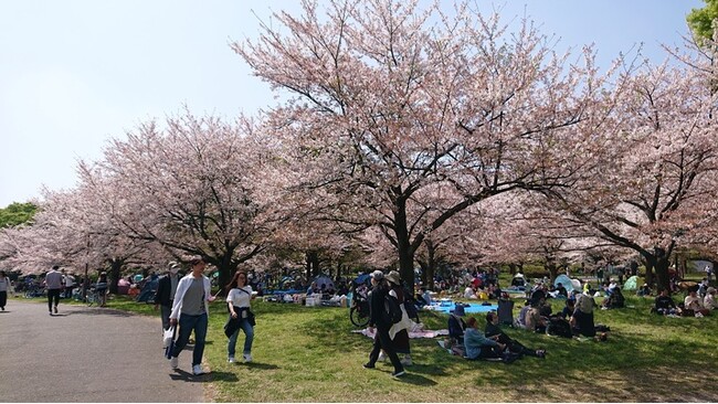 日暮里・舎人ライナーとともに１６年 「舎人公園千本桜まつり」