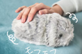 【小学5年生～中学3年生の女子対象】AIペットロボットと未来のくらし＆デジタルペットをプログラミング体験　ワークショップ参加者募集