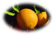 オレンジ スイート精油が子どもの計算ミス軽減に寄与 公益社団法人 日本アロマ環境協会のプレスリリース