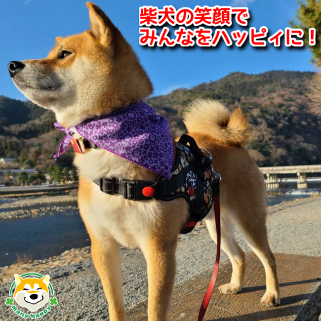 世界中の柴犬を和柄まみれに 京都発信 ど 柴プロジェクト 株式会社メニーハッピィのプレスリリース