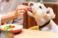犬と泊まれる宿泊予約サイト「いぬやど -inuyado-」、広告サービス「いぬやどAD」を本格スタート