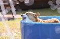 【最大30%OFF】夏の愛犬旅行に！全室「愛犬専用ミニプール」新登場。全棟ドッグラン＆サウナ付きの「ドッグヴィラ広島」が『早割キャンペーン』を販売開始