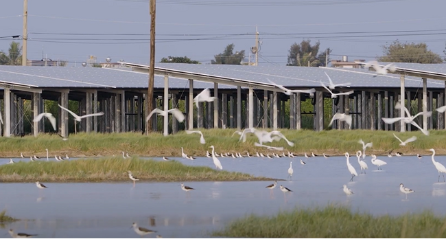 ミンガス太陽光発電所と絶滅危惧種のクロツラヘラサギ