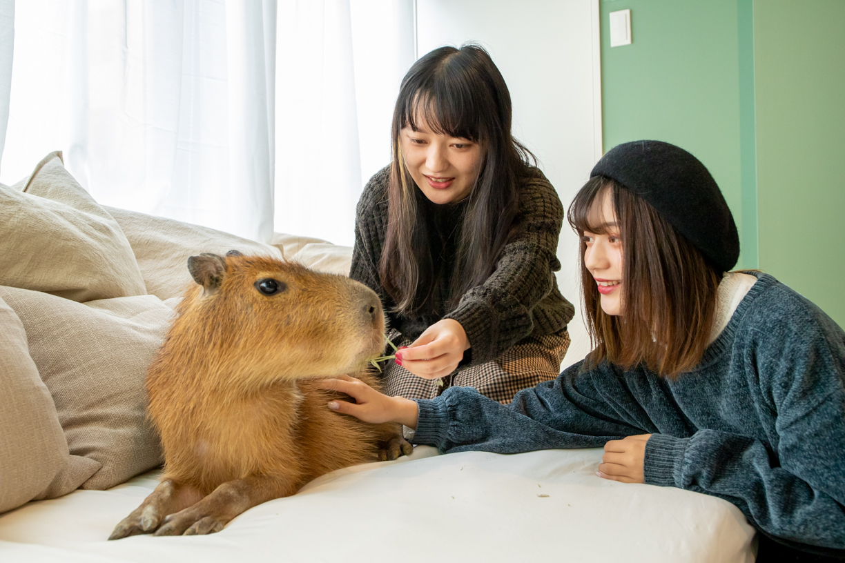 日本初 カピバラとねこが一緒にモフモフできる カピねこカフェ が吉祥寺にopen 株式会社foiのプレスリリース