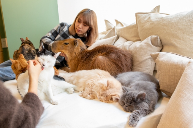 日本初 カピバラとねこが一緒にモフモフできる カピねこカフェ が吉祥寺にopen 株式会社foiのプレスリリース