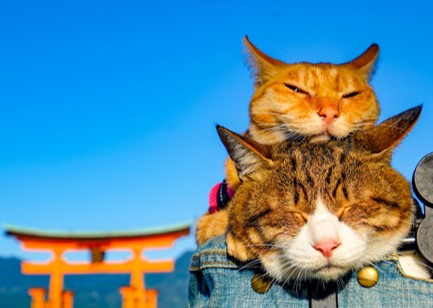 ２月２２日はネコの日 猫の写真展や猫グッズが集合 だいまる猫まつり 株式会社大丸松坂屋百貨店のプレスリリース