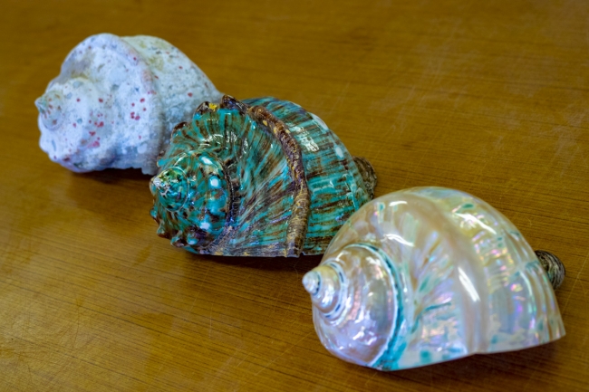 地元大浦湾で獲れる真珠の輝きが美しい「夜光貝」をジュエリー