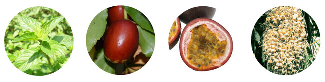 配合成分の一例：左から、セイヨウハッカ葉エキス、ナツメ果実エキス・クダモノトケイソウ果実エキス（セラムに配合）、アストロカリウムムルムル種子油（バームに配合）