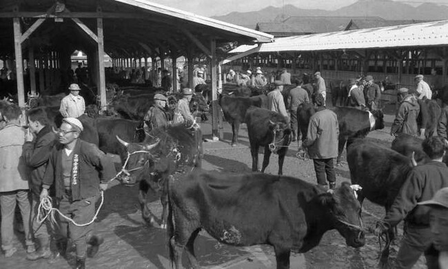 市営家畜市場の様子（昭和36年撮影）