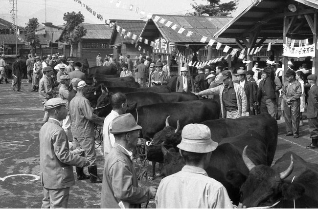 家畜市場での競りの様子（昭和41年10月）