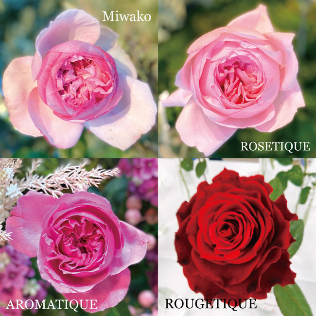 Miwako×今井清　オリジナルバラ