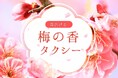 日本交通・東京観光タクシーで、ひと足早い“お花見”を 「梅の香タクシー」期間限定運行