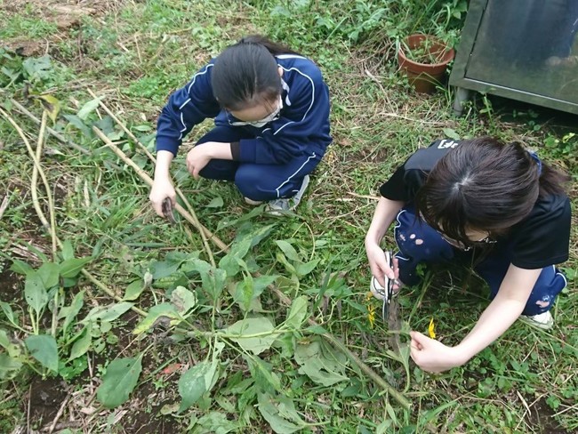 キクイモの葉を積む学生