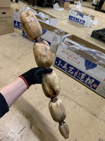 規格外の特大れんこん 規格外の特大れんこん