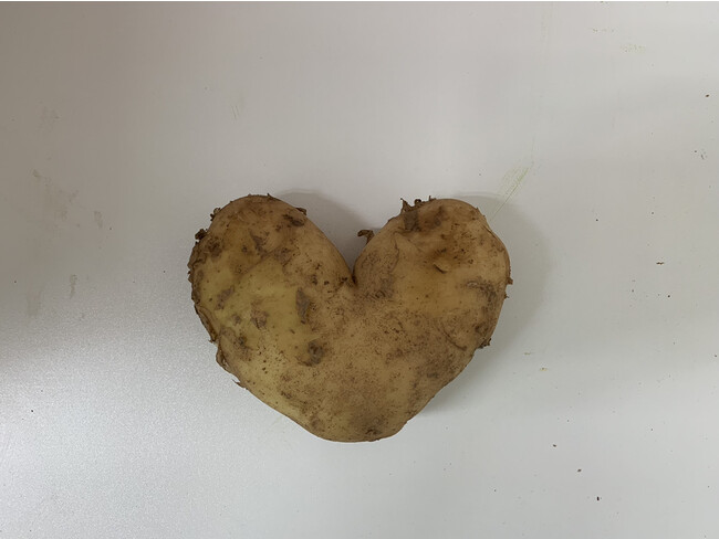 ハート型のじゃがいも ハート型のじゃがいも