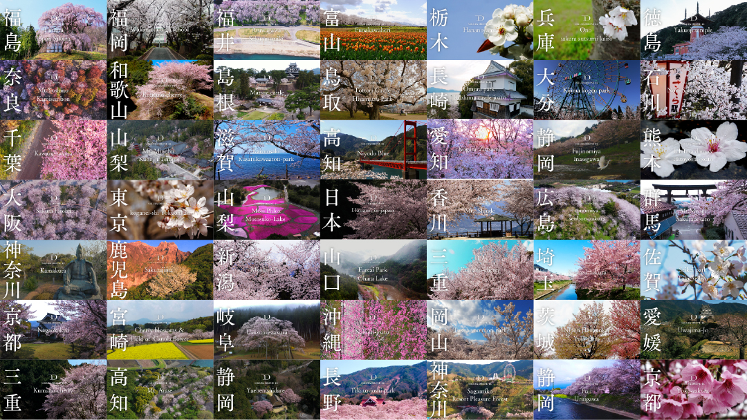 桜ドローンプロジェクト21 自宅で楽しめる オンラインお花見大会 を開催 株式会社ドローンエンタテインメントのプレスリリース