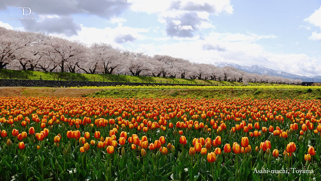 4色が混ざり合う絶景スポット富山県朝日町の春の四重奏