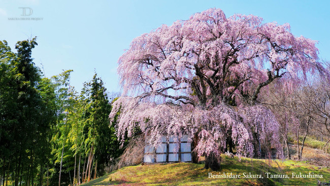 太く美しい福島県田村市の一本桜
