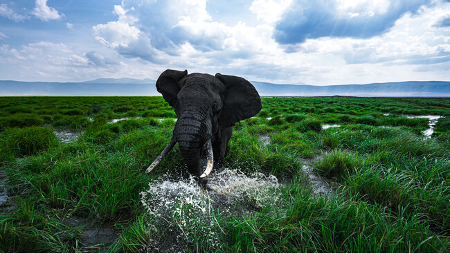 代表講師横田が2021年にアフリカでFPV撮影した動物 代表講師横田が2021年にアフリカでFPV撮影した動物