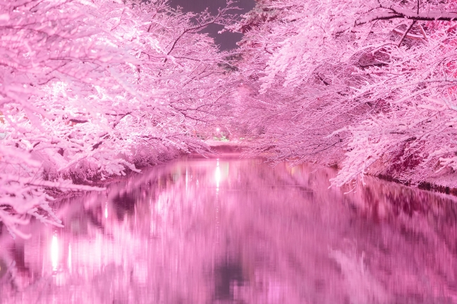 青森県弘前の冬に咲く桜(C)冬に咲くさくらライトアップ実行委員会