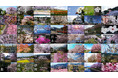 桜ドローン撮影地が150箇所突破!桜ドローンプロジェクト2025、日本全国の4K桜ドローン映像の特別提供を開始