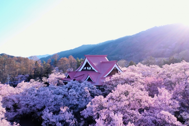 長野県伊那市 高遠城址公園の桜