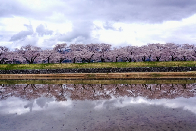 富山県朝日町の桜の四重奏