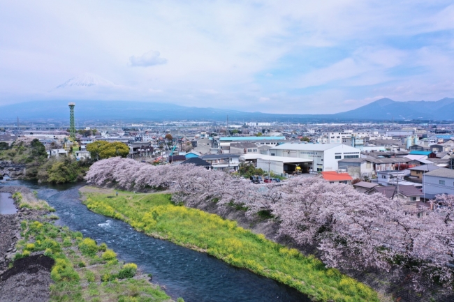 静岡県富士市の龍巌淵の桜