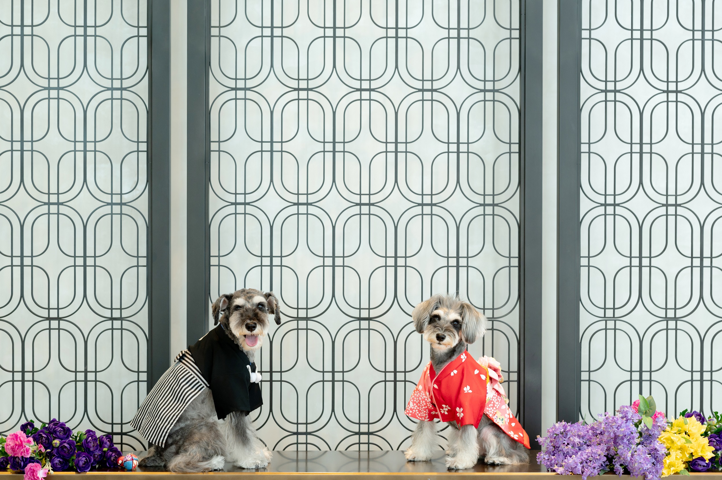 ベスト アニバーサリーウエディングドレスから新たな命を吹き込むサステナブルなエコドレス生地を活用した犬用の衣裳ブランドdressed Oneが21年8月2日 月 に初登場 株式会社ベスト アニバーサリーのプレスリリース