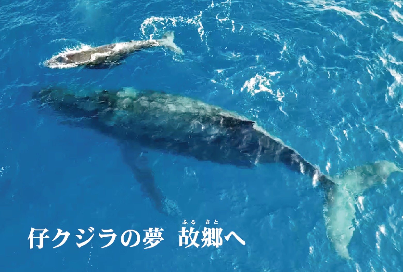 仔クジラの夢故郷 ふるさと へ ザトウクジラの骨格標本を沖縄県ケラマ諸島の座間味島に展示したい 株式会社アドバンスシフトのプレスリリース