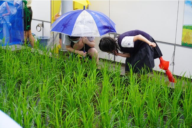 稲の成長を観察