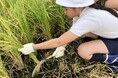 「茅場町あおぞら田んぼプロジェクト」 阪本小学校の児童たちと田植えから脱穀・籾摺(もみす)りまで体験