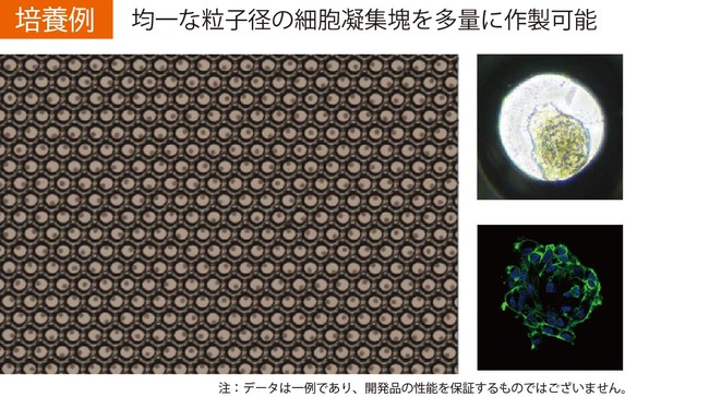 写真２：培養例（左：プレート容器での脂肪由来幹細胞からなる細胞凝集塊の作製、右上：細胞凝集塊の拡大図、右下：細胞凝集塊中の細胞骨格（緑色）、及び核（青色）の染色画像）