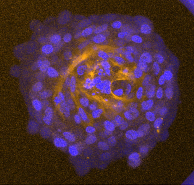 写真4：底面から見た血管構造画像（青色は細胞核）
