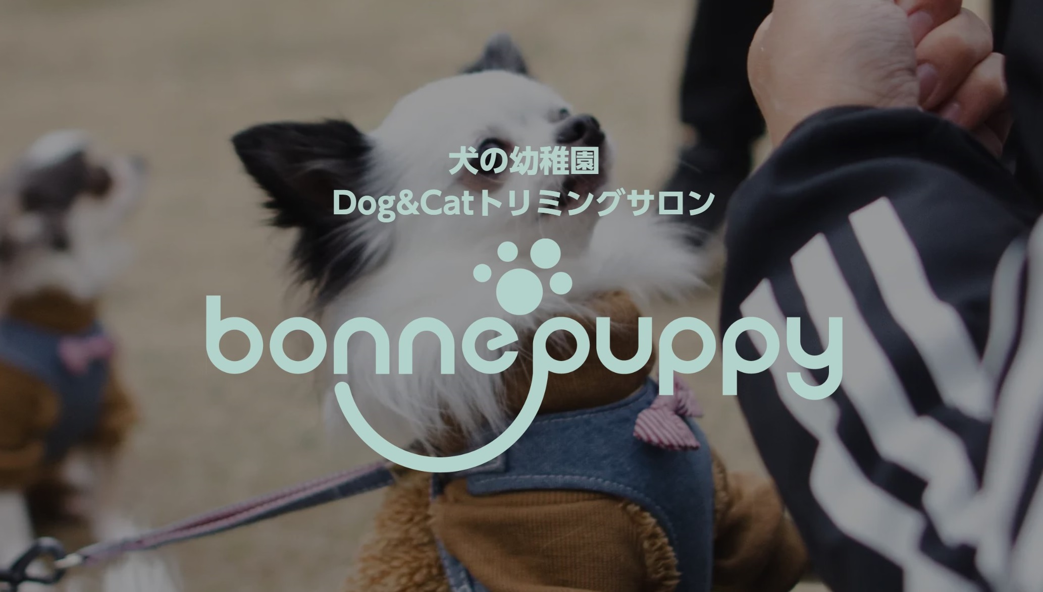 株式会社grapp ペット事業へ参入 トリミングサロンと犬の幼稚園 Bonne Puppy ボンパピ の運営を開始 株式会社grappのプレスリリース