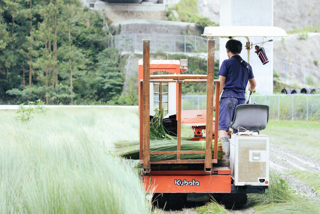 和歌山県南紀白浜のいぐさ栽培。新たないぐさの産地を根付かせるのは難しい。