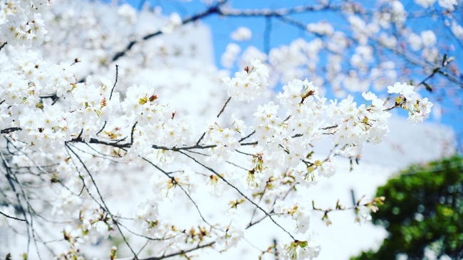 渋谷金王八幡宮の桜